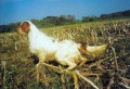Setter Anglais HYPER DE L'ECHO DE LA FORET Setter Anglais HYPER DE L'ECHO DE LA FORET